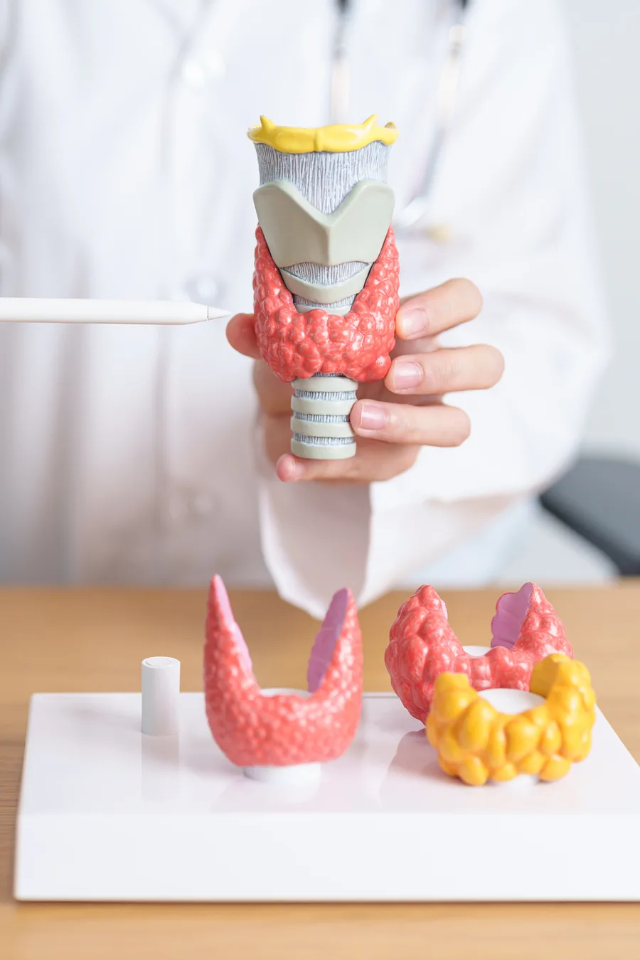 Illustration of the larynx (stock image)