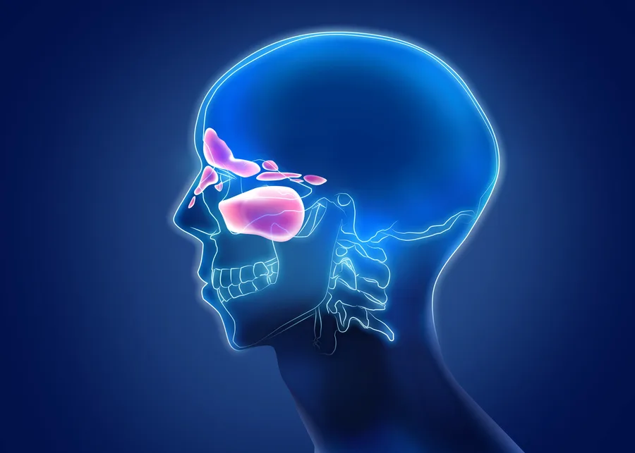 Illustration of the sinuses (stock image)