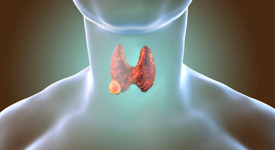 Illustration of the thyroid gland (stock image)
